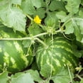 thumbnail image 2 of Purely Organic Crimson Sweet Watermelon Seeds - USDA Organic, Non-GMO, Open Pollinated, Heirloom, USA Origin, Fruit Seeds, Annual, Prefers Full Sun, 2 of 6