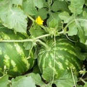 Purely Organic Crimson Sweet Watermelon Seeds - USDA Organic, Non-GMO, Open Pollinated, Heirloom, USA Origin, Fruit Seeds, Annual, Prefers Full Sun