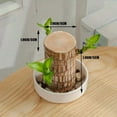 thumbnail image 3 of Brazilian Wood Feng Shui Plant Harmonizing Health Luck and Success Natural Air Purifier for Indoor Spaces Boosts Positive Energy Prosperity and Wellness Perfect for Home or Office Décor Low, 3 of 6