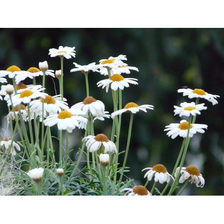Marguerite Daisy - Peel-n-Stick Poster of Argyranthemum Frutescens Tree Daisy Marguerite Poster 24x16 Adhesive Sticker Poster Print