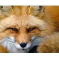 thumbnail image 2 of Turgeon, Alain 31x26 White Modern Wood Framed Museum Art Print Titled - Foxy Lady, 2 of 4