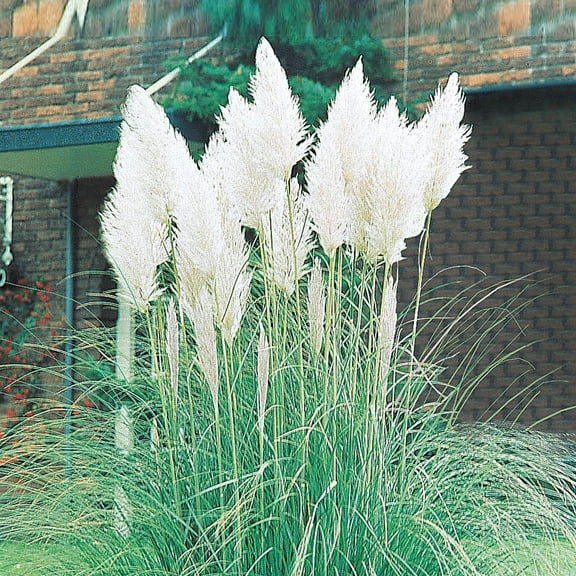 White Pampas Ornamental Grass Dormant Bare Root Perennial Starter Plant, One Plant per Offer