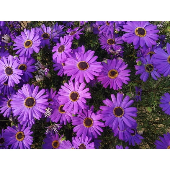 Seedville 200 Swan River Daisy Flower Seeds, Attracts Bees Birds Butterflies
