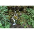 thumbnail image 3 of White, Lynda 14x11 Black Modern Framed Museum Art Print Titled - Fern Waterfall, 3 of 5
