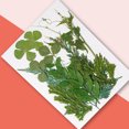 thumbnail image 3 of Matsuzay Hojas secas naturales en relieve Hojas prensadas Joyas Decoraciones Hogar para tarjetas de boda de resina Hoja verde 12 Type1 NO1, 3 of 6