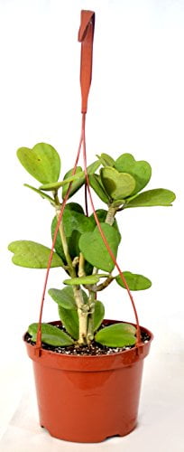 Hoya Hoya Kerrii Plant in 18cm Hanging Pot Mature Specimen 