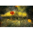 thumbnail image 2 of Van Der, Jan 32x22 White Modern Wood Framed Museum Art Print Titled - Poppy, 2 of 4