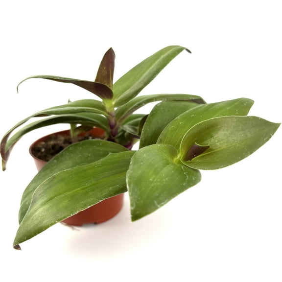 Green and Purple Tradescantia Green Nanouk Live Plants in 4in Pot, Ideal House Plant, Grow Long Vines, 4" Pot