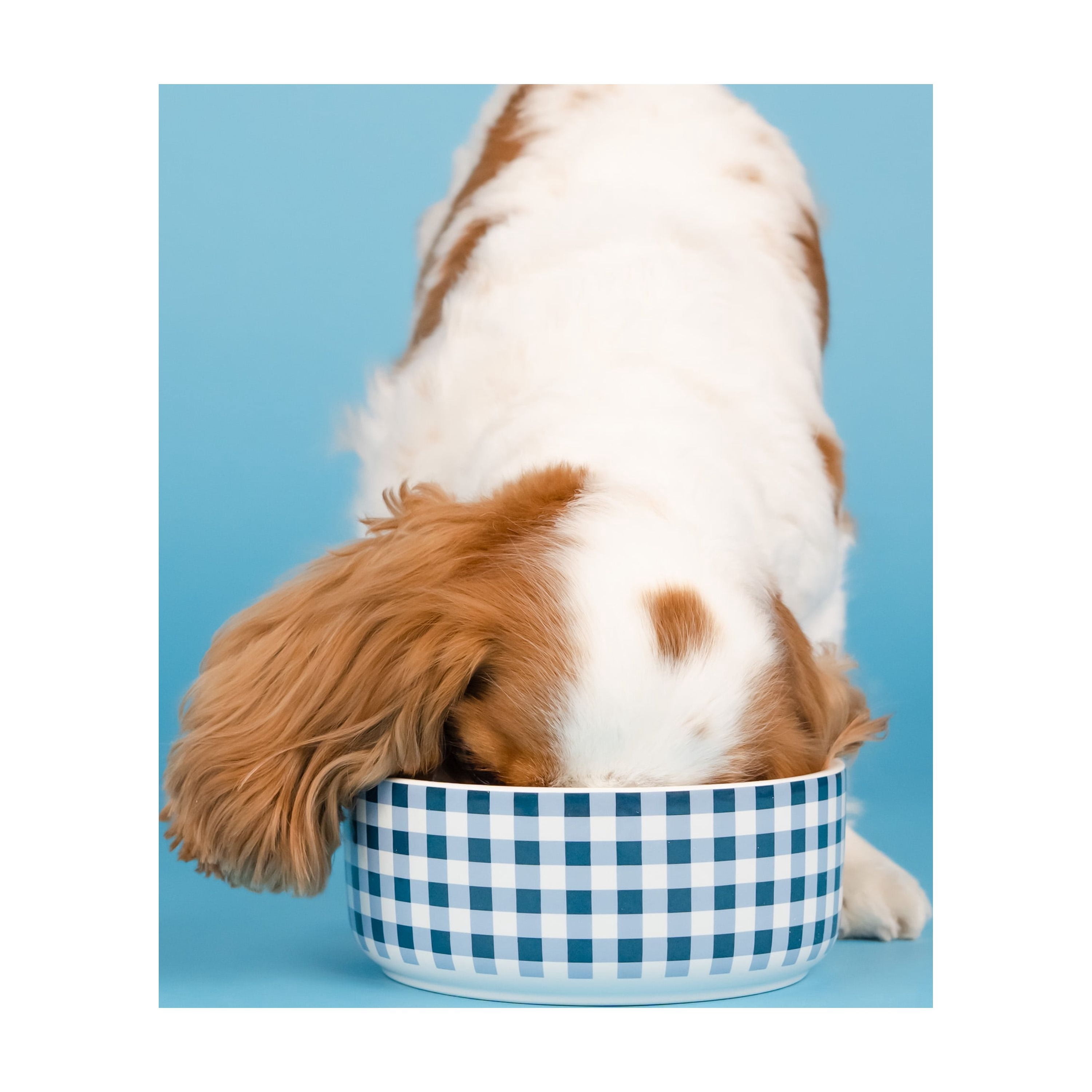 Doggy Parton, Dog Bowls, Rustic Checkered Pet Bowl, Blue, Medium