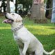 thumbnail image 4 of Chrome Plated Metal Dog Leash Chain Lead Heavy Duty Chew Proof Leash With Padded Handle Walking Traffic Training Traveling4' /2.0mm Small Chain, 4 of 5