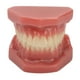 thumbnail image 2 of Modelo de boca dental 28 dientes Modelo de dientes dentales Adultos Simulación de resina de ortodoncia para clínica para dentista ANGGREK Otros, 2 of 8