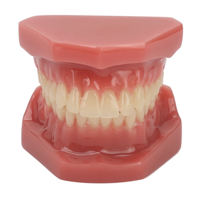 Modelo de diente de 28 dientes Modelo de ortodoncia dental Material de estudio y enseñanza Demostración dental