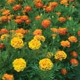 thumbnail image 4 of Burpee Burpee's Best Mixed Colors Marigold Flower Seed, 1-Pack, 4 of 4