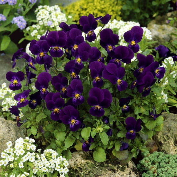Outsidepride Viola King Henry - 2000 Seeds