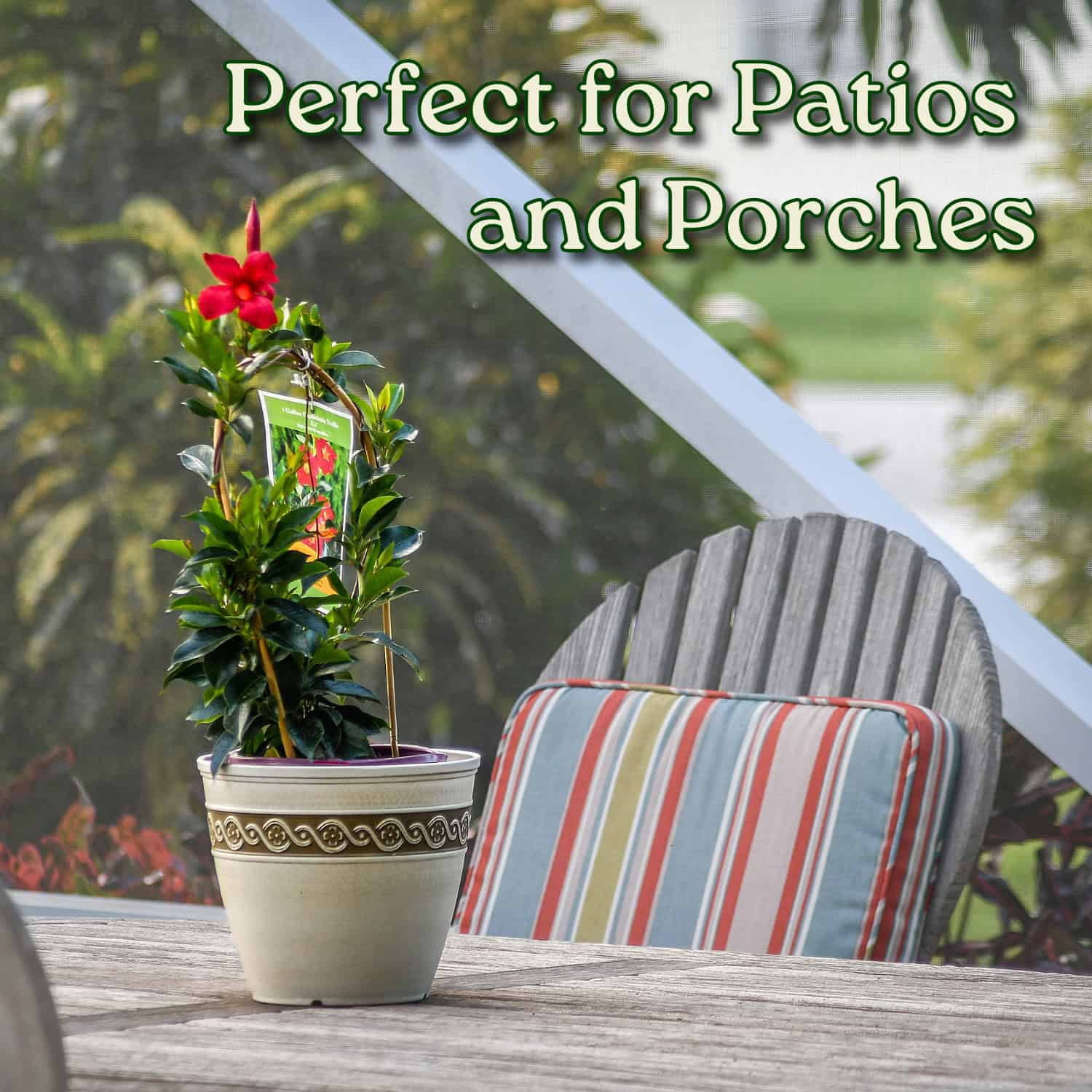 Tropical Plants of Florida 18" to 20" Pretty Red Dipladenia Flower Plant on a Starter Trellis; Live Plant
