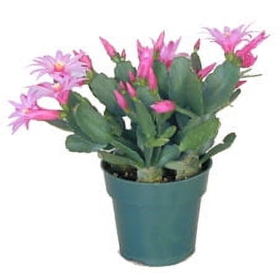 Gifts In Bloom Spring Cactus Live Plant in Decorative Pot