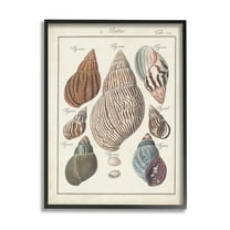 Stupell Industries Antique Spiral Shell Pairing Vintage Nautical Study Vintage Painting Black framed Art Print Wall Art, 11 x 14, Design by Jacques DeSeve
