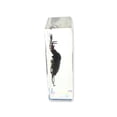 thumbnail image 3 of Ed Speldy East PW202 Real Bug Paperweight Regular-Medium-Antler Horned Beetle, 3 of 3
