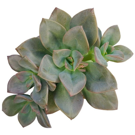 Echeveria Chroma Succulent 2 inch
