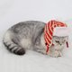 thumbnail image 2 of Sombrero Precioso Del Invierno Del Calor De Y Del Animal Doméstico Para Del Perro jinwen Sombrero de mascota Lei Feng, 2 of 8
