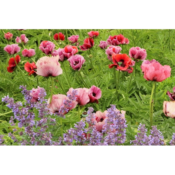 1000 Seeds MIXED Colors ORIENTAL POPPY Papaver Orientale Flower Seeds