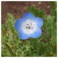 thumbnail image 4 of Everwilde Farms - 1 lb Baby Blue Eyes Native Wildflower Seeds - Gold Vault Bulk Seed Packet, 4 of 4