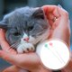 thumbnail image 4 of 2 piezas Cat Cat Stick Plush Ball Ball Bolsing Sticks Interactive Wand Toys Color aleatorio, 4 of 5