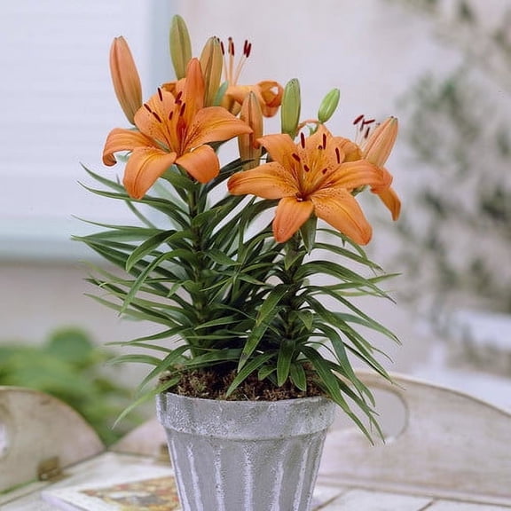 Van Zyverden Container Lilies Orange Pixie 7 Bulbs Orange Partial Sun Perennial Easy to Grow 2 lbs