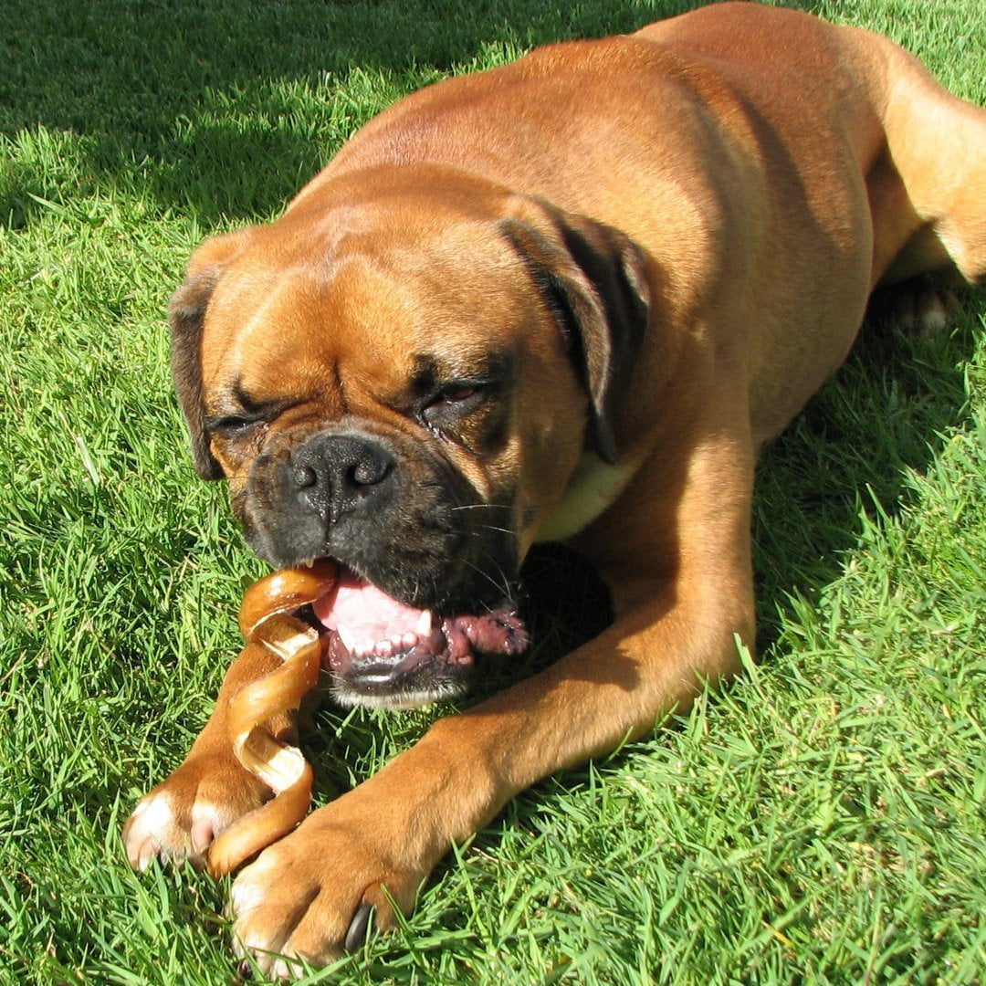 Are Bully Sticks Good For Dog Teeth