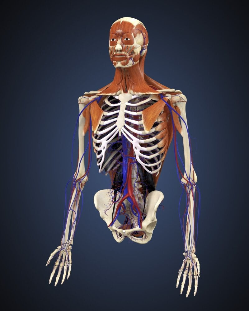 Bones and muscles. Кости и мышцы человека. Скелет с мышцами. Скелет мышцы кожа. Скелет человека с хрящами.