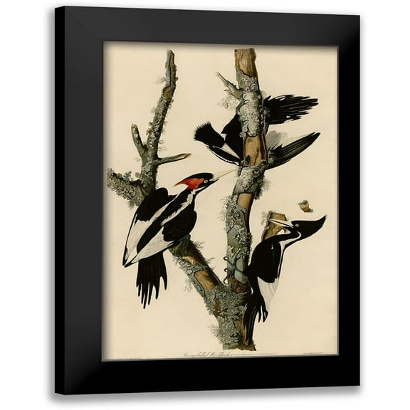 Vintage Apple Collection 11x14 Black Modern Framed Museum Art Print Titled - Ivory Billed Woodpecker