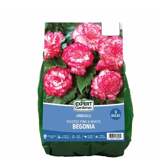 Expert Gardener Annual Begonia Picotee Pink & White Set of 3 Dormant Bulbs for Full Shade