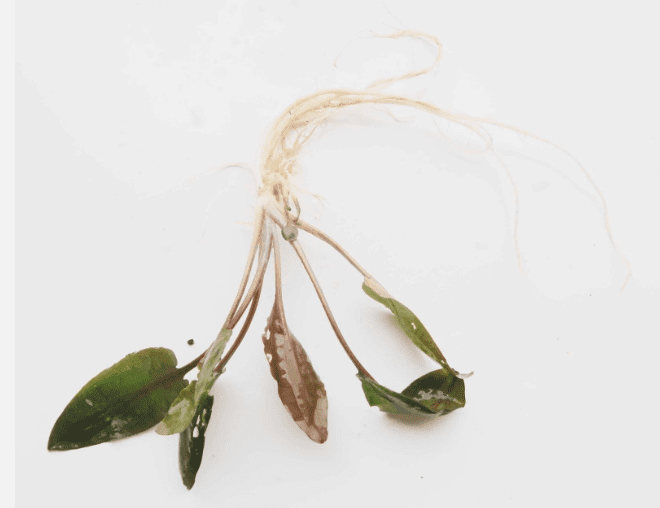 Cryptocoryne Wendtii Red Live Aquarium Plant – Easy Freshwater Fish Tank Plant
