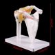 thumbnail image 2 of Esqueleto de anatomía humana de tamaño real anatómico funcional, articulación del hombro, modelo de músculo óseo para herramienta de estudio de enseñanza, 2 of 5