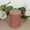 Beige, variant on BalsaCircle 12 Blush 3x4 in Round Dripless Unscented Pillar Candles Wedding Reception Party Centerpieces Decorations Supplies