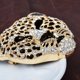 thumbnail image 5 of Broche de solapa con forma de animal de cristal y diamantes de imitación con cabeza de leopardo moteada y esmalte negro vintage (dorado), 5 of 5