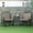Brown + Steel, variant on 3-Seater Wooden Porch Swing with Folding Coffee Table and Cup Holders, 440lbs Capacity, Natural Wood Patio Swing Bench for Outdoor Garden