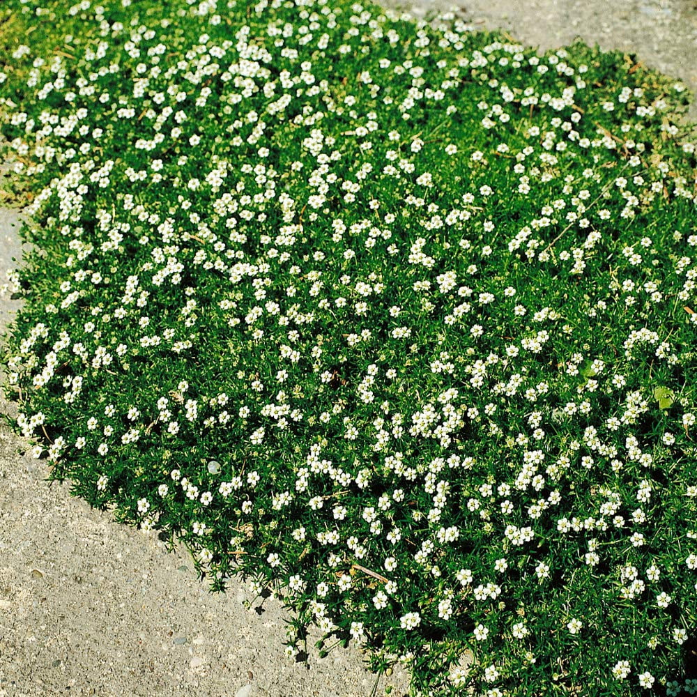 Irish Moss Ground Cover Plants & Seed