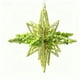 thumbnail image 2 of Colgante de estrella de adorno navideño | Polvo de lentejuelas verdes | Decoración colgante brillante para árbol de Navidad • Acento festivo de 13x13cm • Decoración navideña llamativa, 2 of 3