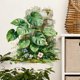 thumbnail image 5 of Vinilos decorativos de plantas tropicales | Pegatinas de vinilo autoadhesivas | Decoración para dormitorio, 5 of 5