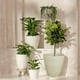 thumbnail image 5 of Maceta Minimalista 20x11 Moderna Interior Exterior beige Elly Decor MCA01TRR-20x11PMINA, 5 of 6