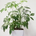 thumbnail image 3 of Bolas de riego para plantas, bolas de autorriego, bombillas de riego de plantas de vidrio transparente soplado a mano para uso interior y exterior, 2 hongos, 3 of 5