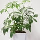 thumbnail image 3 of Bolas de riego para plantas, bolas de autorriego, bombillas de riego de plantas de vidrio transparente soplado a mano para uso interior y exterior, 2 hongos, 3 of 5