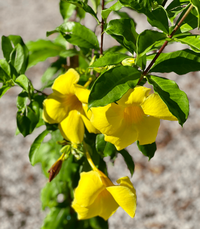 Set 2 Brown Bud Allamanda Plants Live for Planting, Yellow Trumpet Bell Flower Plants 4 to 7 Inc Tall Indoor Outdoor for Garden