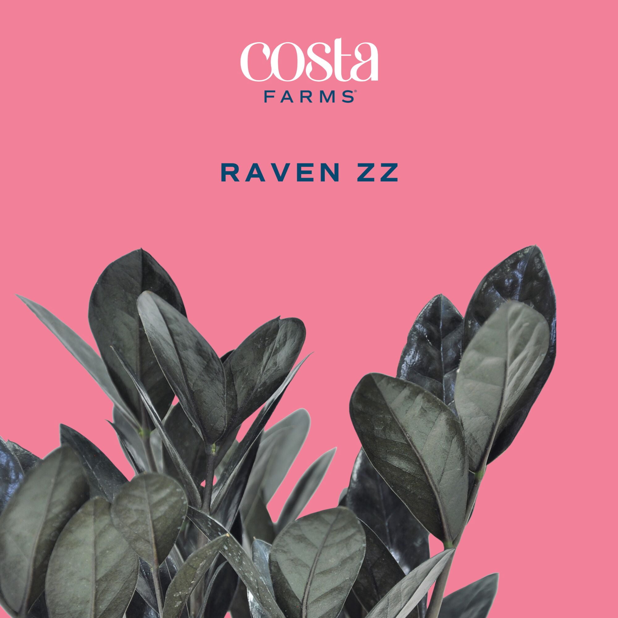 Costa Farms 22" Raven ZZ Plant Live House Plants in 10" Decor Pot