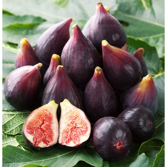 Celeste Fig Plant Live for Planting, Ficus Carica Chicago Hardy Tree for The Patio and Garden 4 to 6 Inch Tall - Dormant in Winter