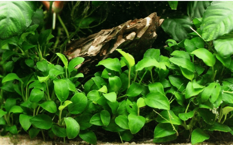 Anubias Barteri Round Leaf – Live Aquarium Plant for Freshwater Fish Tanks