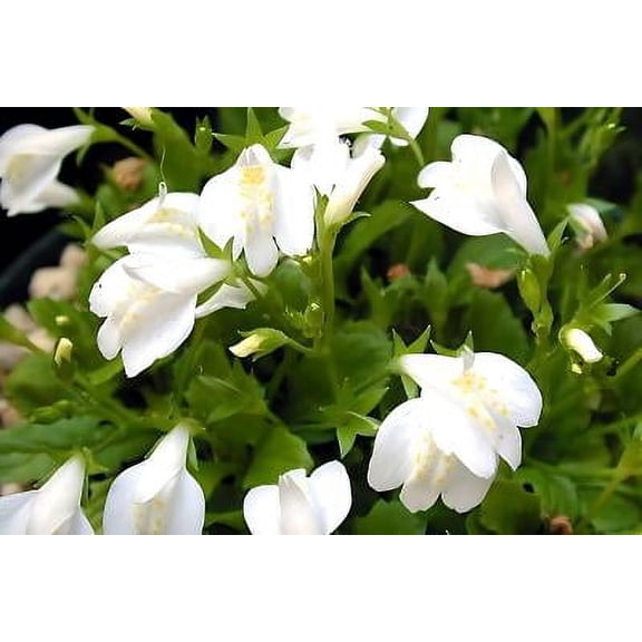 Classy Groundcovers, White Mazus (25 Pots, 3 1/2 inch square)