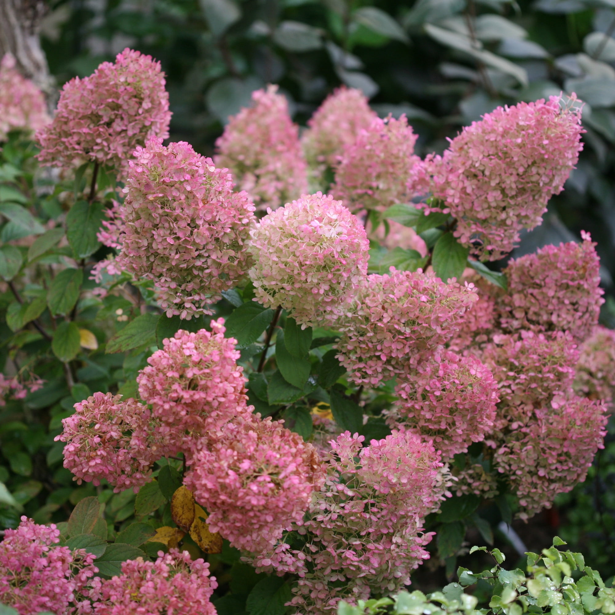 Proven Winners ColorChoice 5" White Bobo Panicle Hydrangea Live Plant in 4.5" Pot (4 Count)