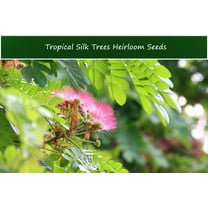 Tropical SEEDS- Silk Tree -10 Heirloom Seeds -Mimosa  Plant - - Albizia julibrissin -Serendipity Seeds